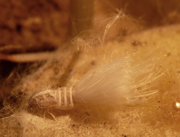 Ospiti delle formiche Myrmica: Cixiidae Reptalus sp.